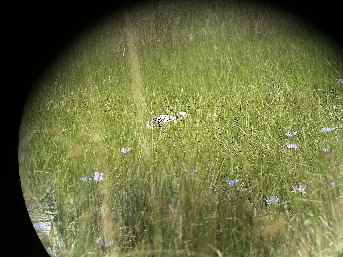 Yellow-billed Egret - ML646652115