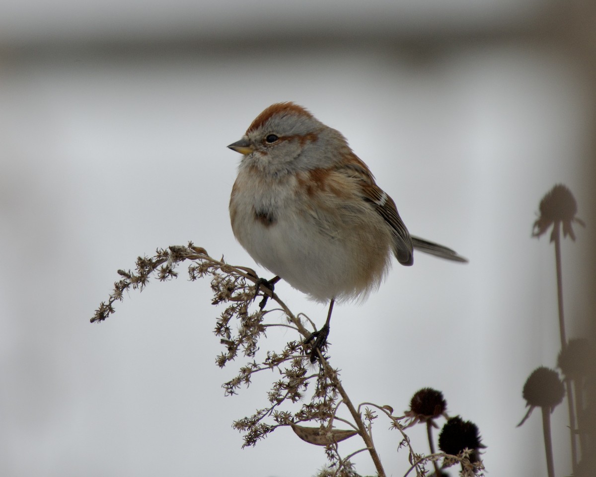 American Tree Sparrow - ML646652119