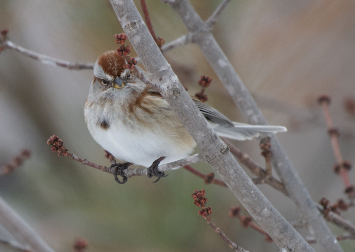 American Tree Sparrow - ML646652120