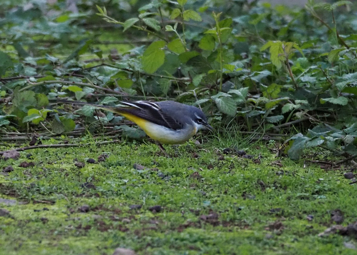 Ballerina gialla - ML646652121