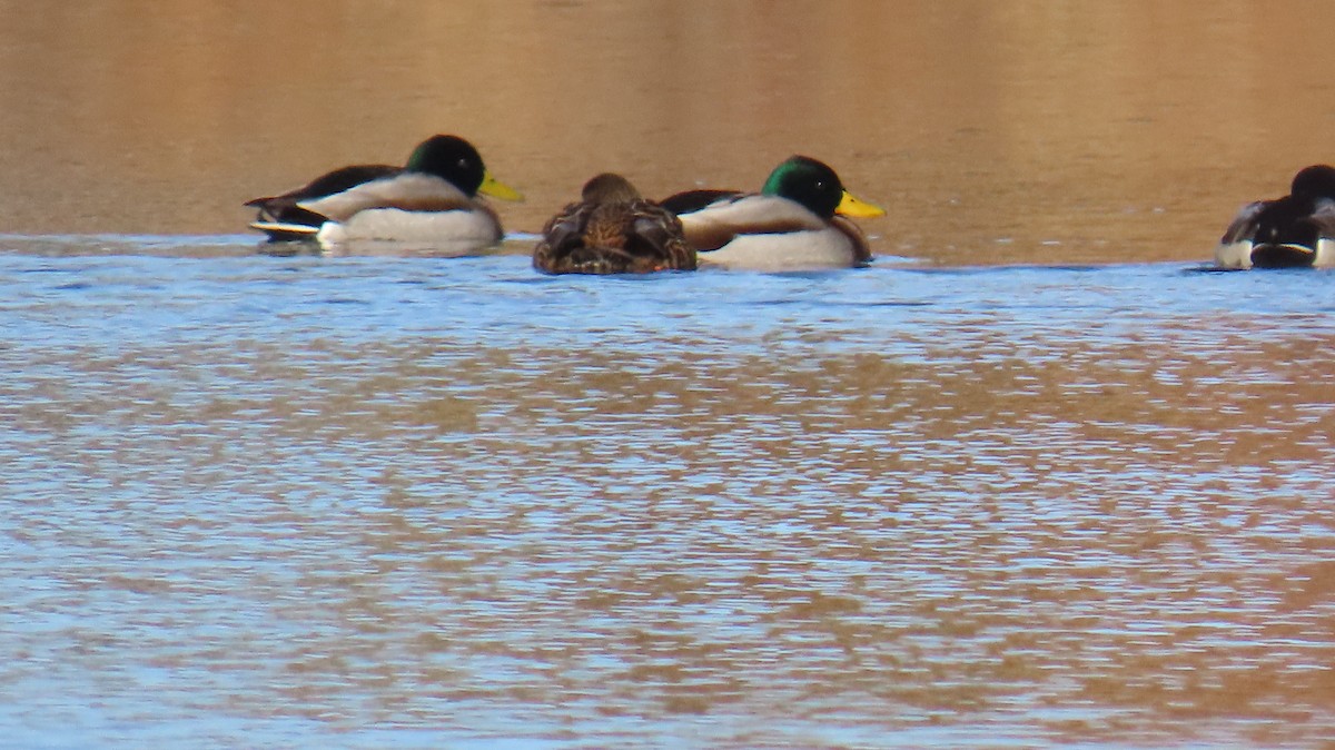 Mallard - ML646652122