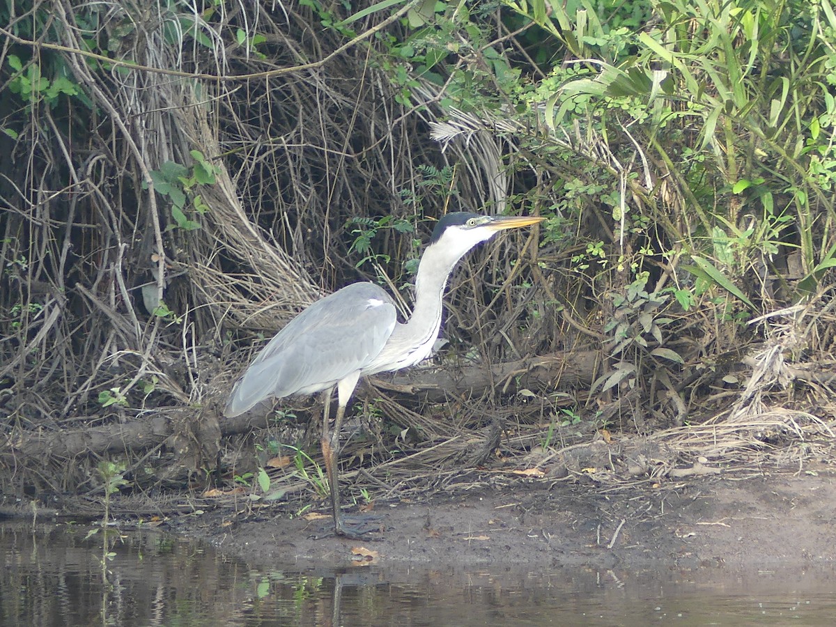 Cocoi Heron - ML646652123