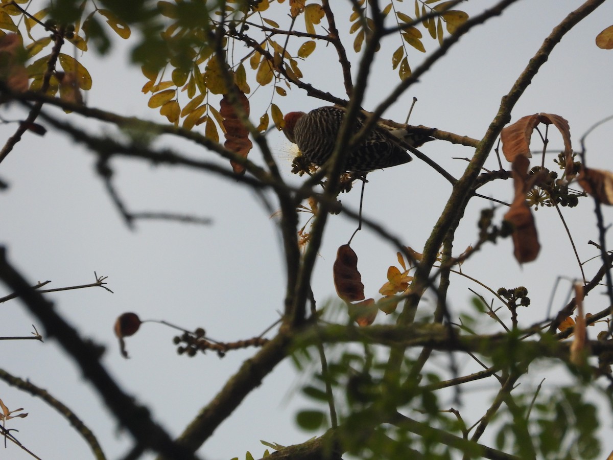 Red-crowned Woodpecker - ML646652125