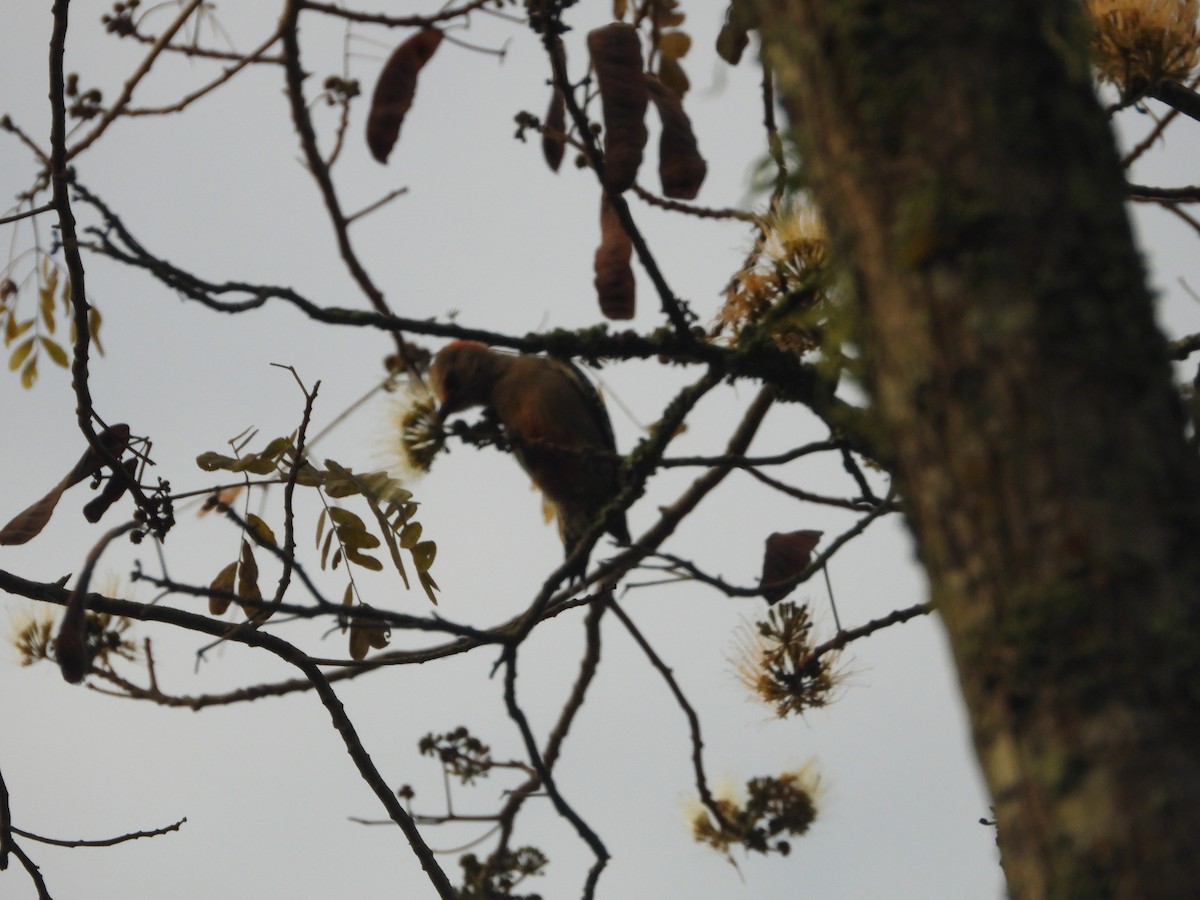 Red-crowned Woodpecker - ML646652126