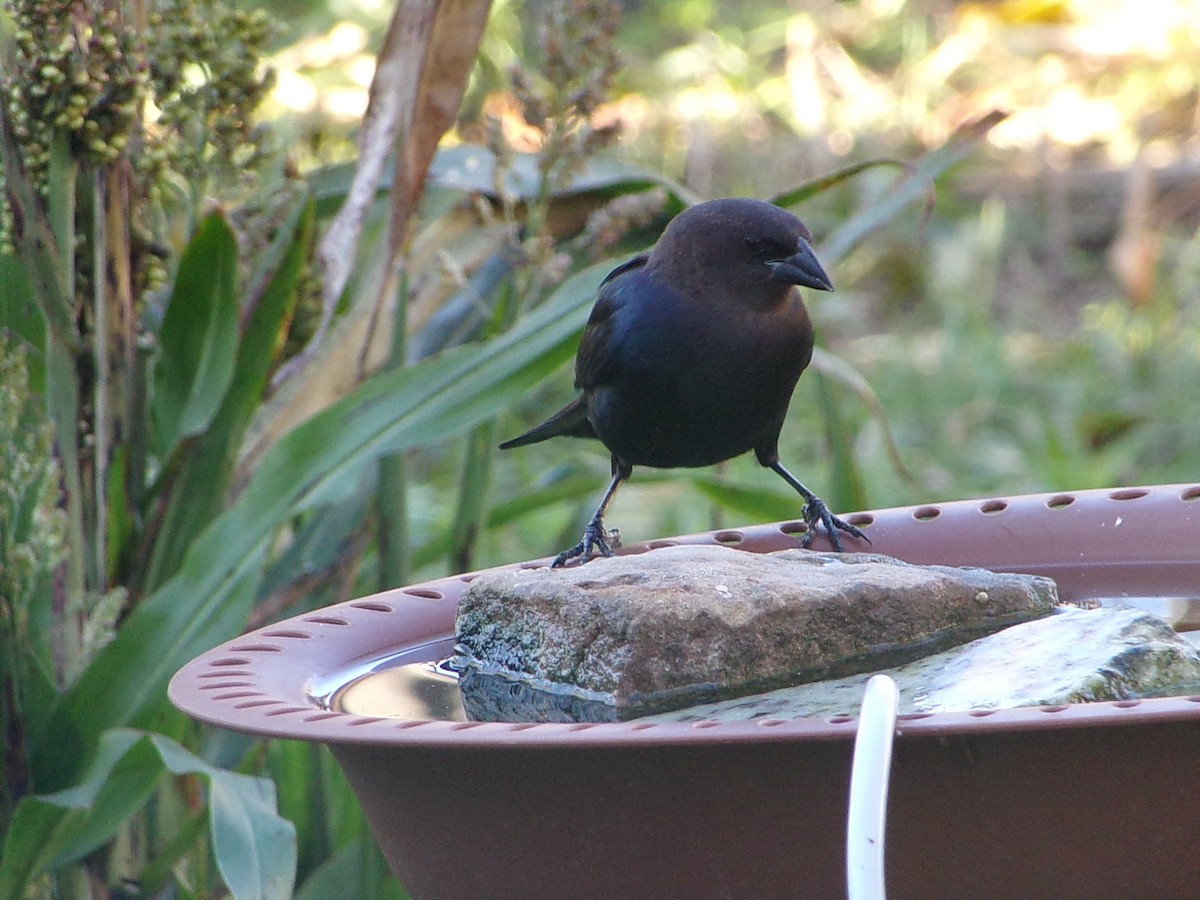 Brown-headed Cowbird - ML646652127