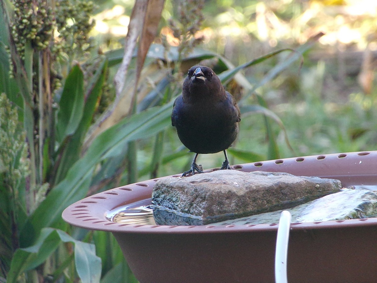 Brown-headed Cowbird - ML646652128