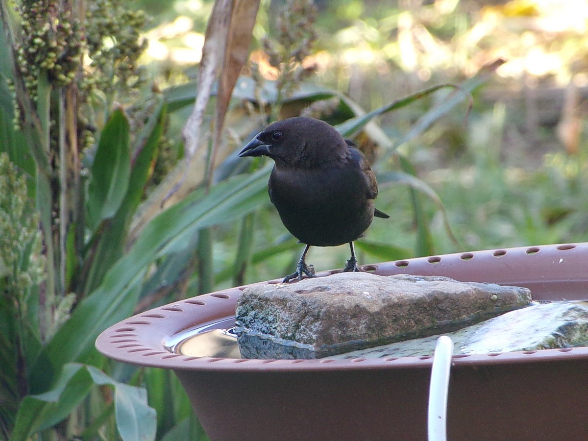 Brown-headed Cowbird - ML646652129