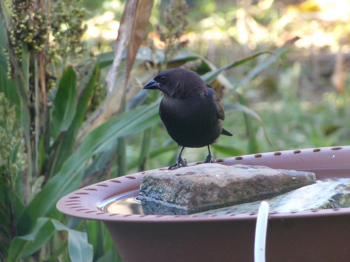 Brown-headed Cowbird - ML646652130