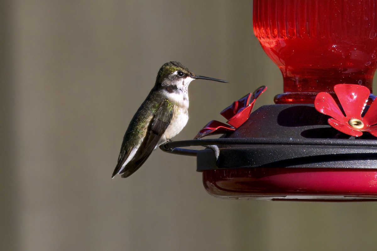 Ruby-throated Hummingbird - ML646652131