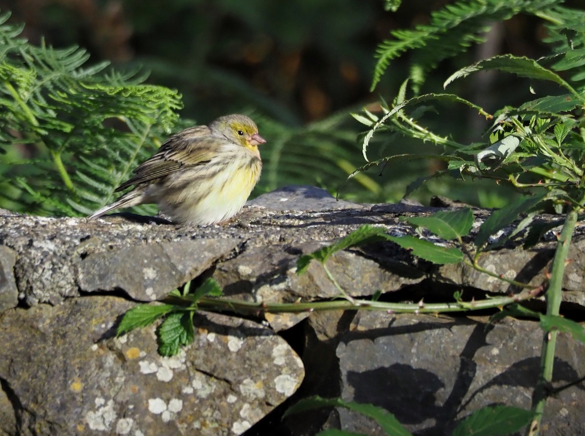 Island Canary - ML646652132
