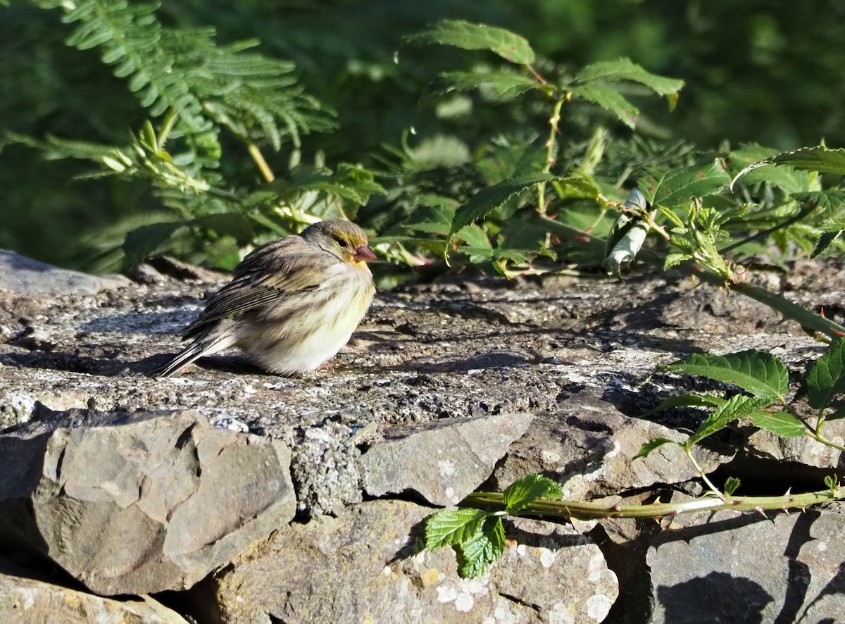 Island Canary - ML646652133
