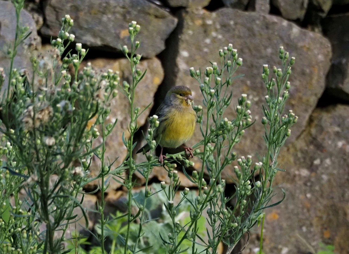 Island Canary - ML646652134