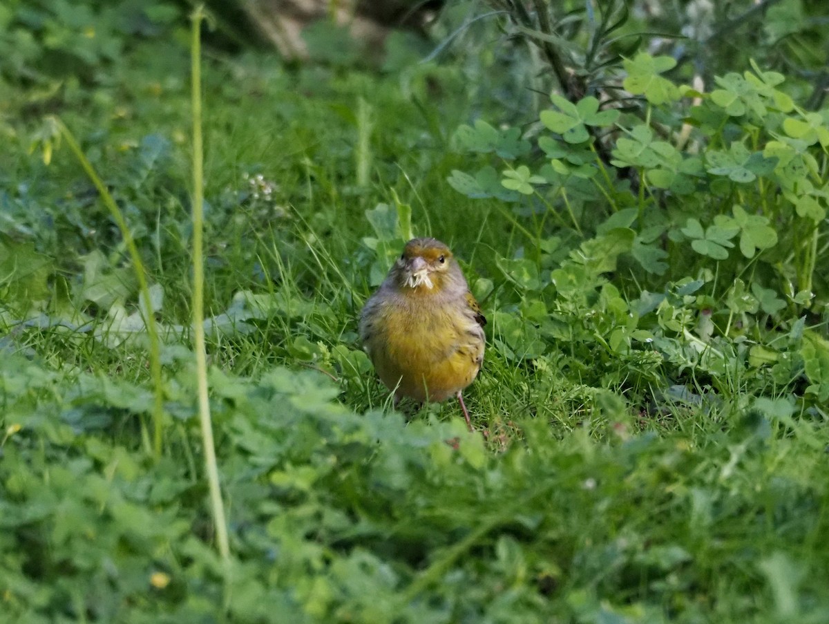 Island Canary - ML646652135