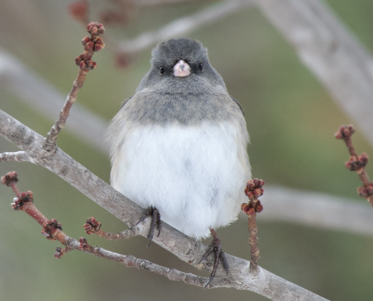 Dark-eyed Junco - ML646652136
