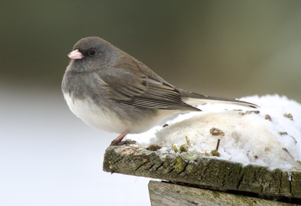 Dark-eyed Junco - ML646652137