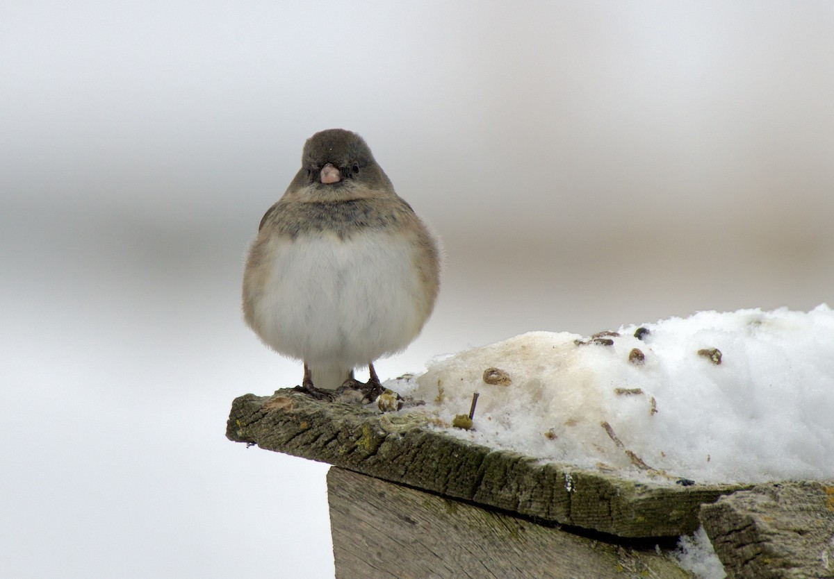 Dark-eyed Junco - ML646652138