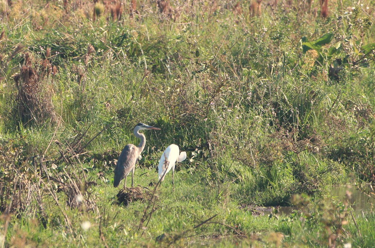 Cocoi Heron - ML646652141