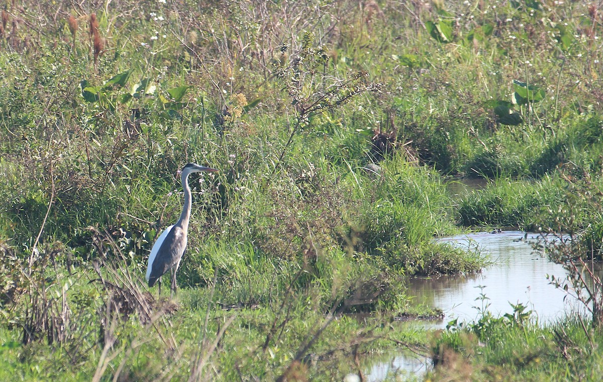 Cocoi Heron - ML646652142