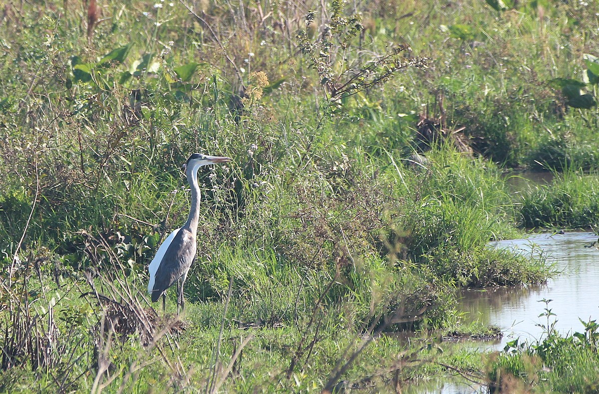 Cocoi Heron - ML646652143