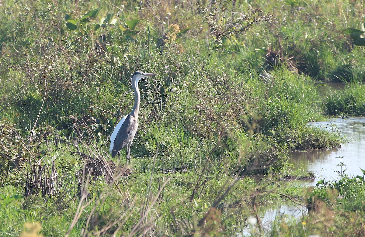 Cocoi Heron - ML646652144