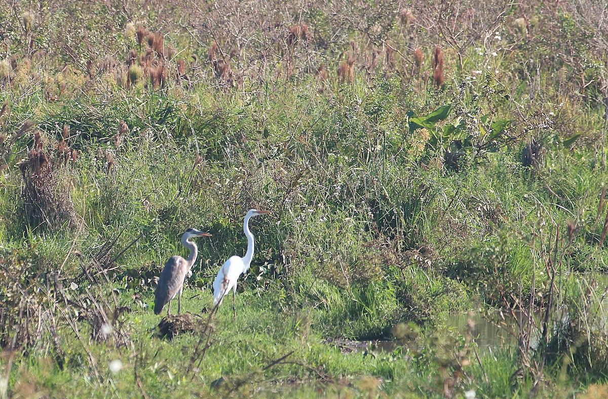 Cocoi Heron - ML646652145