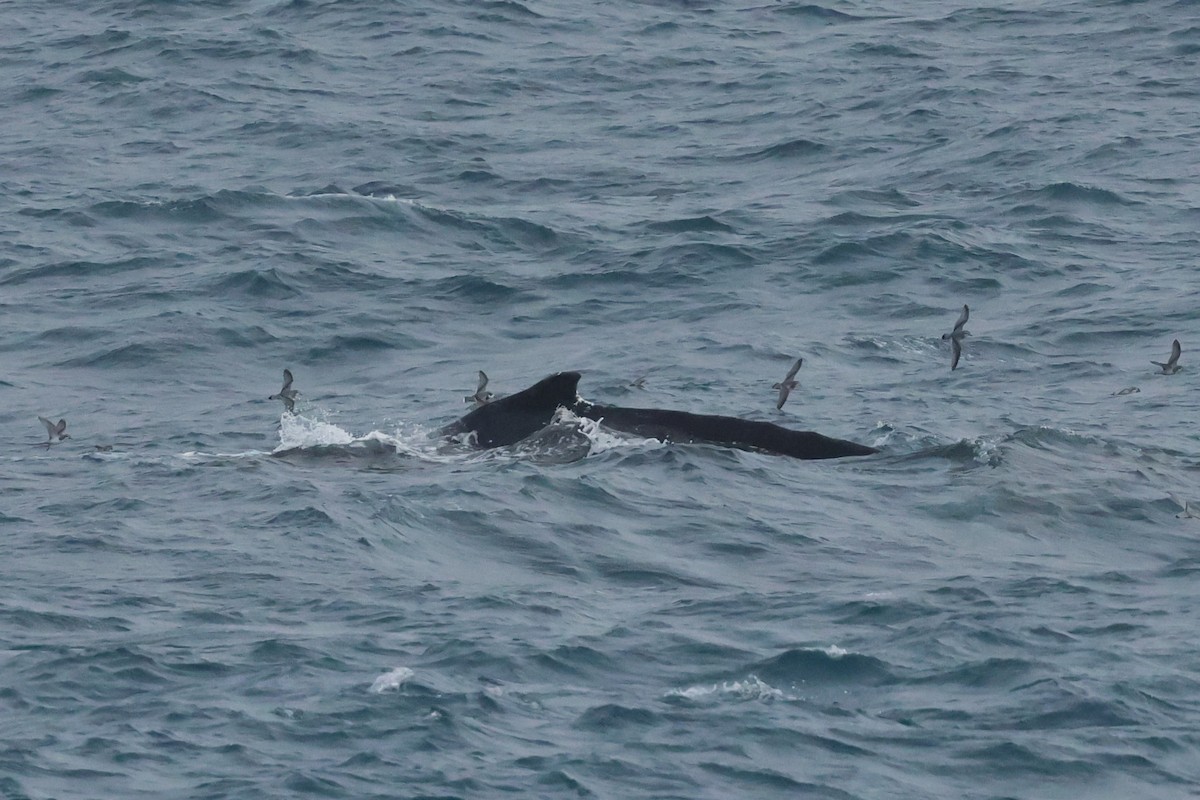 Humpback Whale - ML646652146