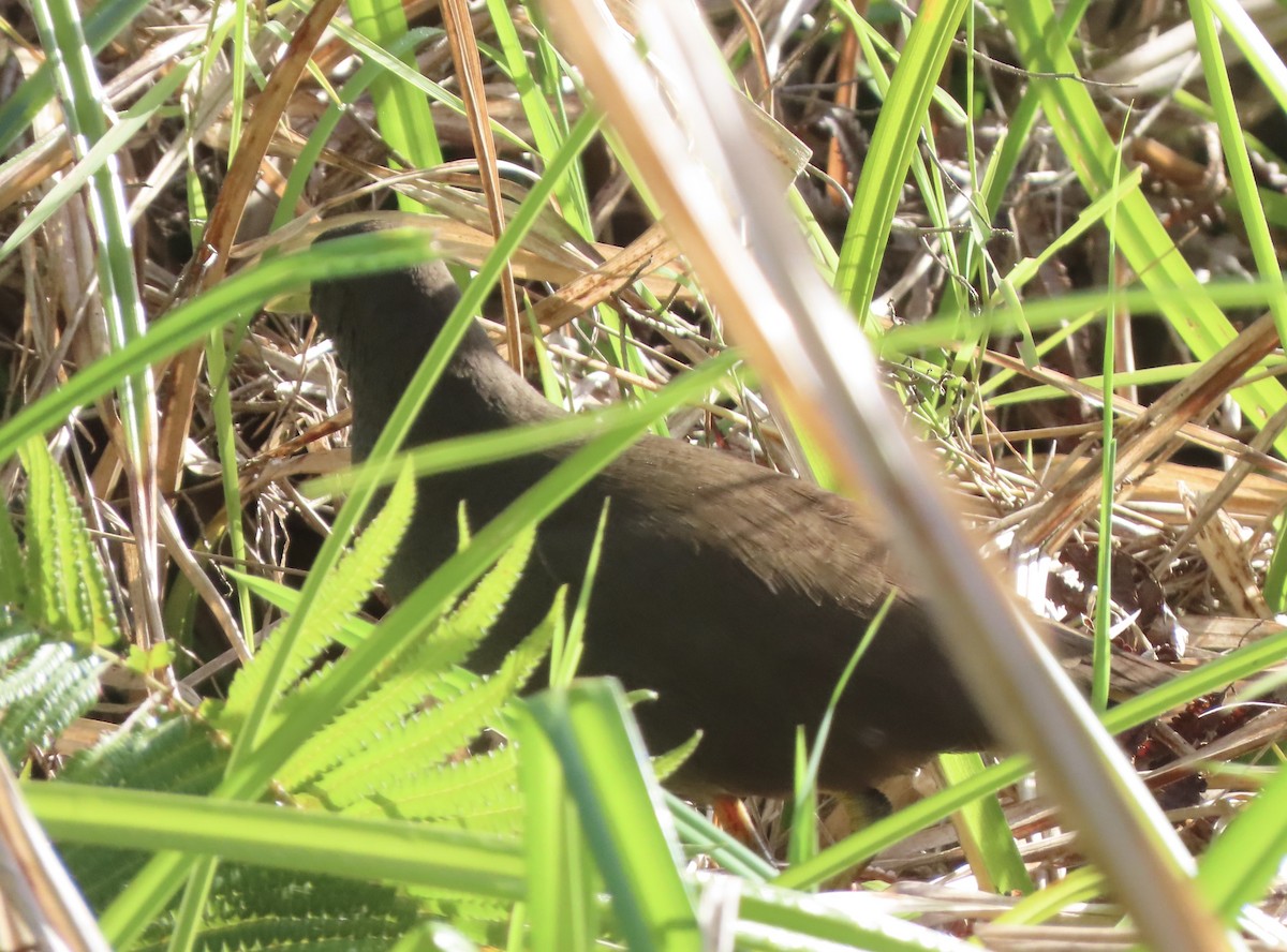 Pale-vented Bush-hen - ML646652147