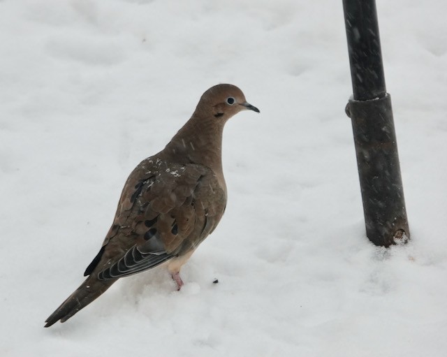 Mourning Dove - ML646652148