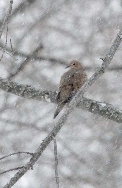 Mourning Dove - ML646652149