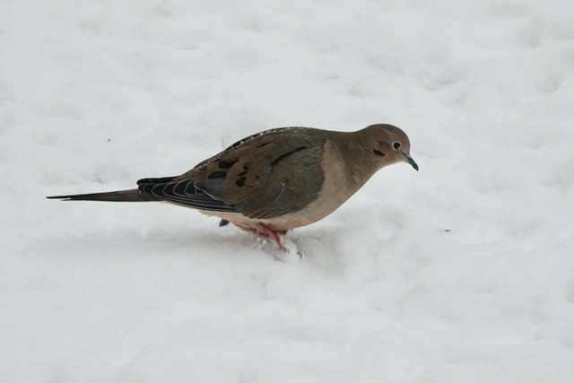 Mourning Dove - ML646652150