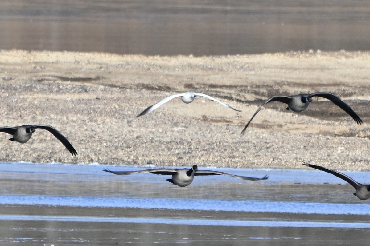 Ross's Goose - ML646652152