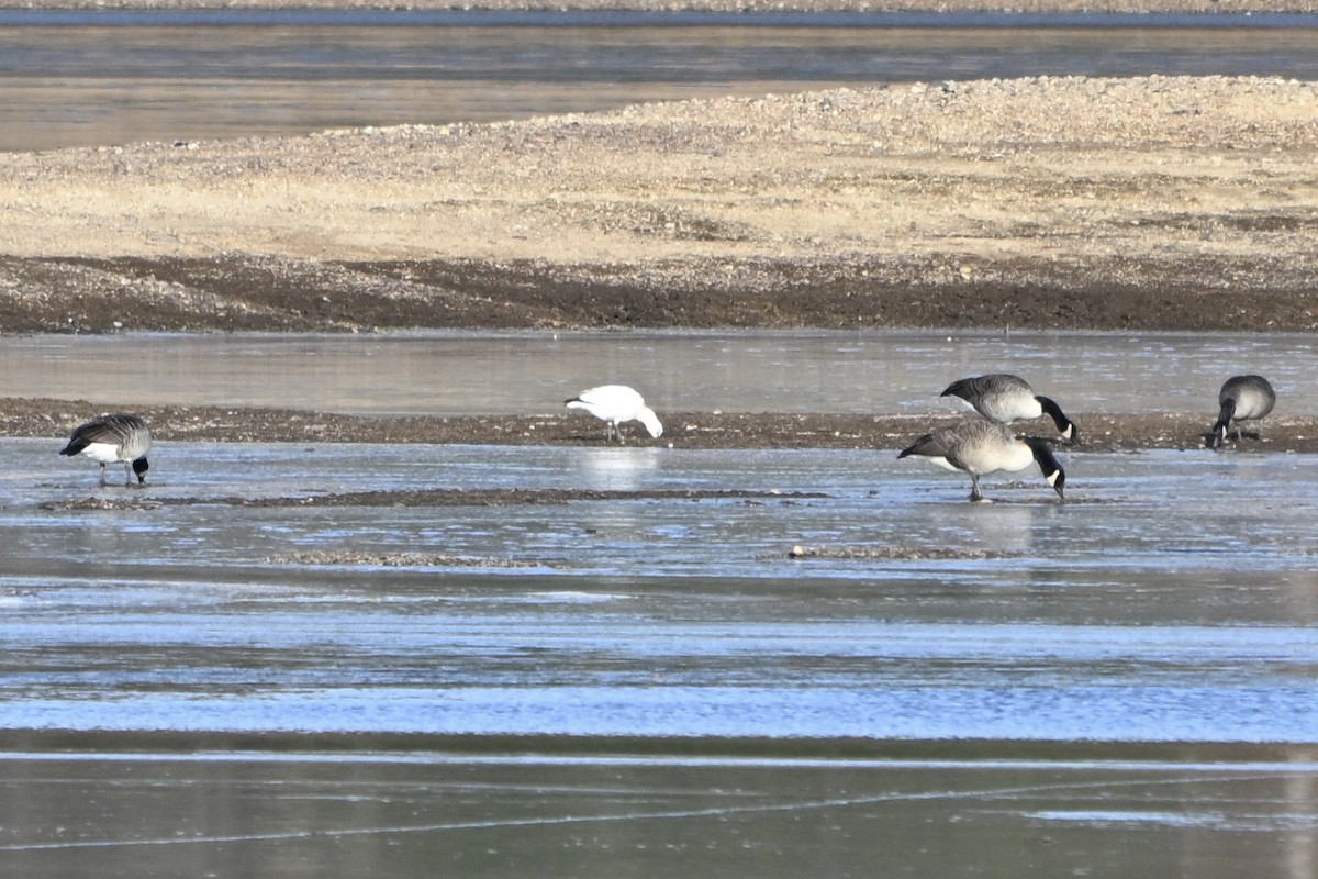 Ross's Goose - ML646652153
