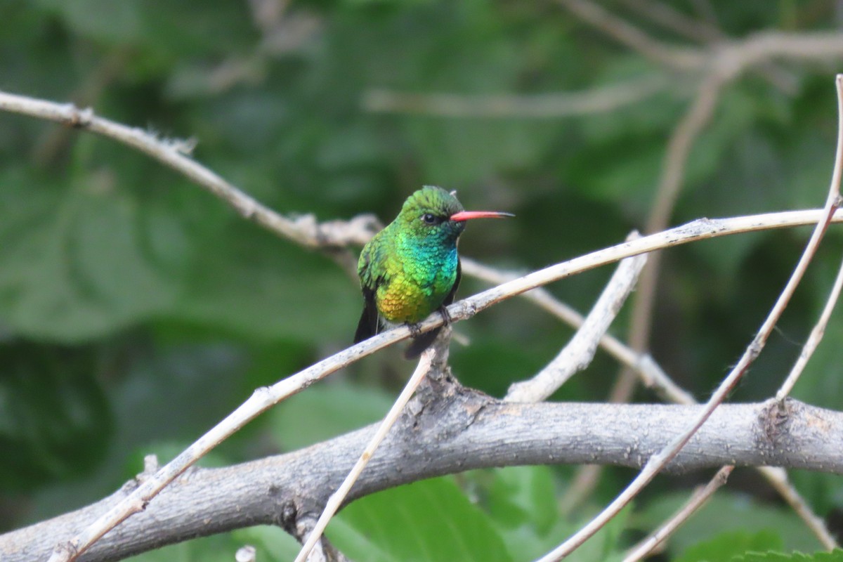 Glittering-bellied Emerald - ML646652154