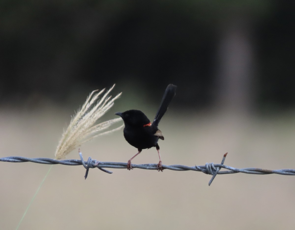 Red-backed Fairywren - ML646652159
