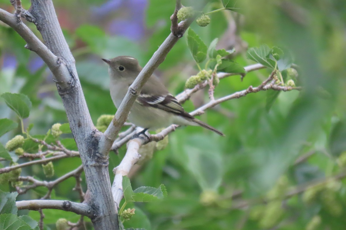 White-crested Elaenia - ML646652162