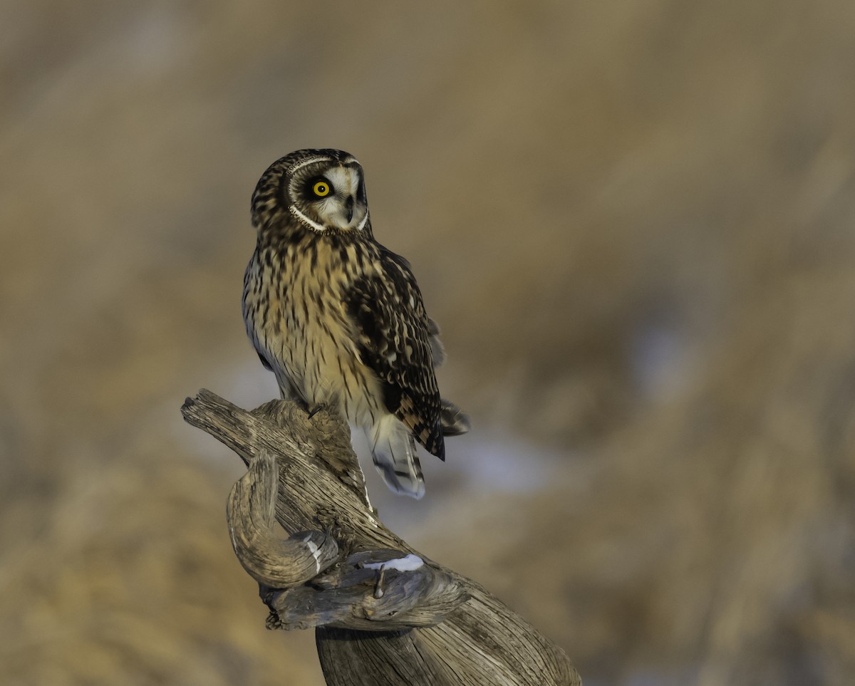 Сова болотяна - ML646652166