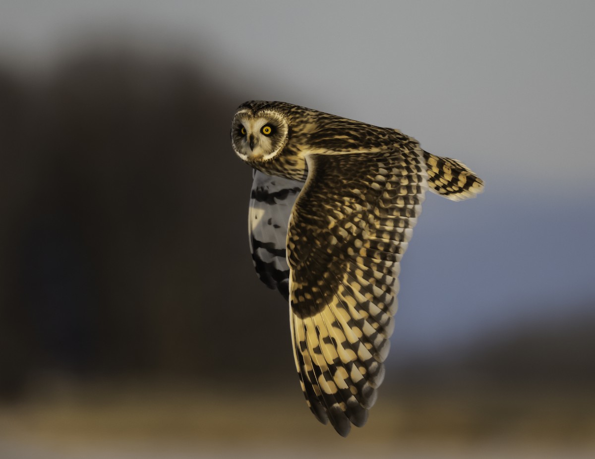 Сова болотяна - ML646652167