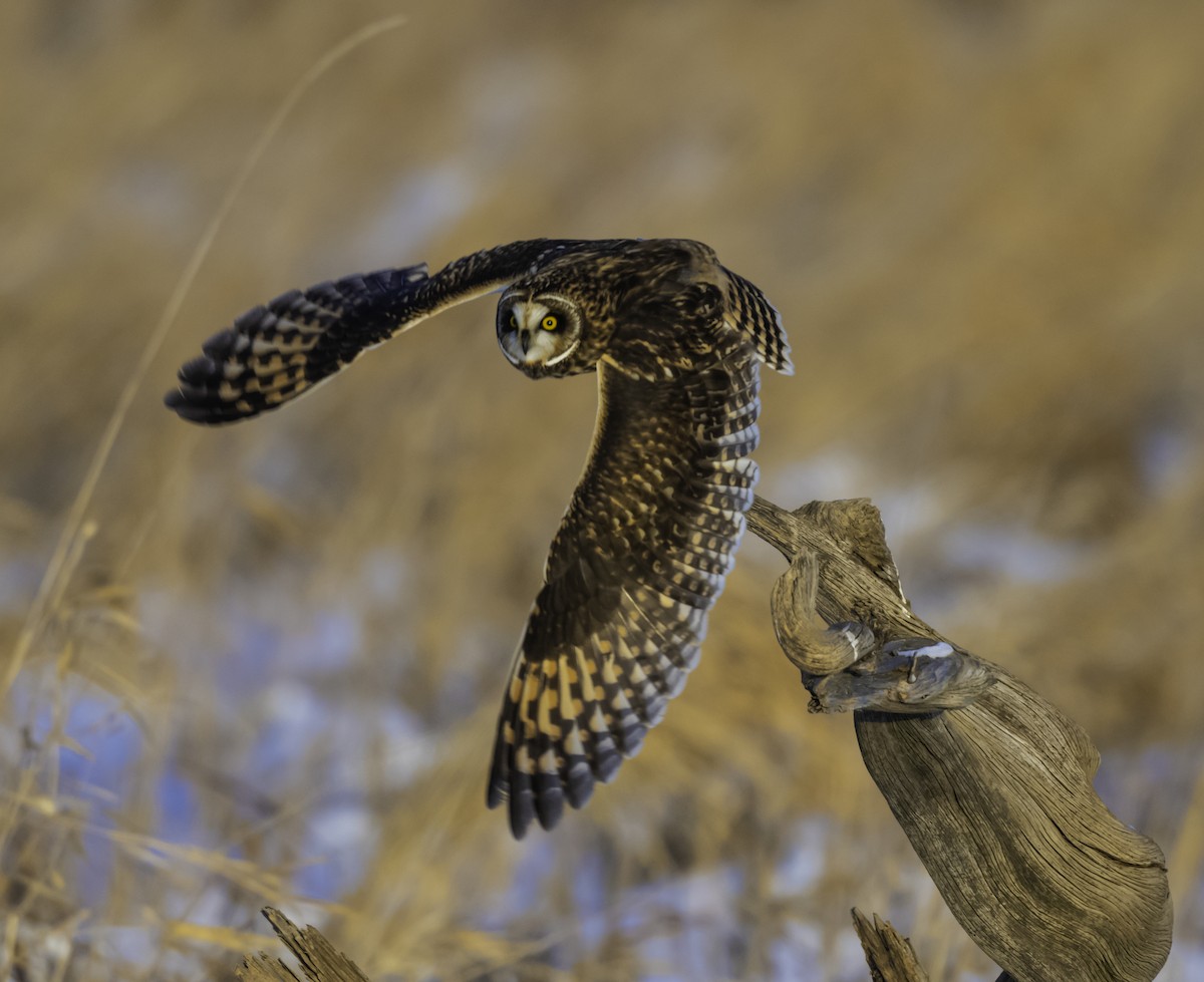 Сова болотяна - ML646652168