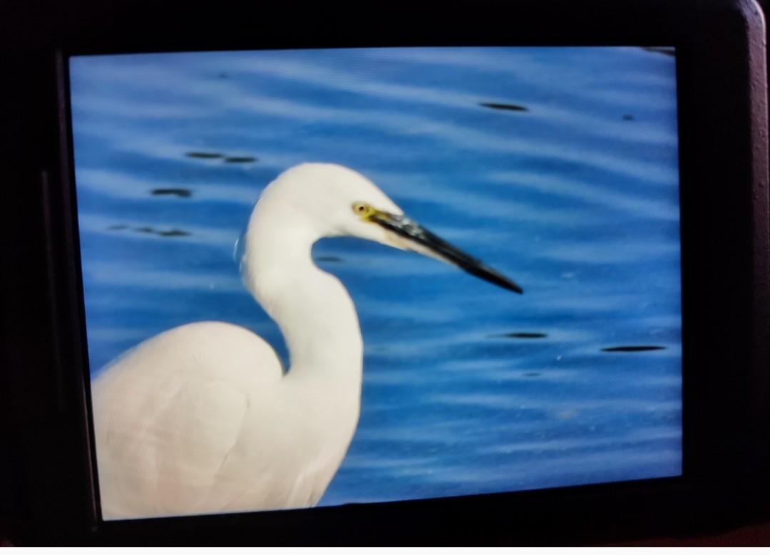 Little Egret - ML646652169