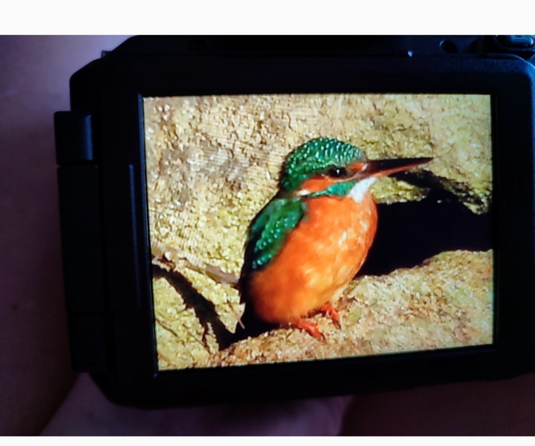 Common Kingfisher - ML646652172