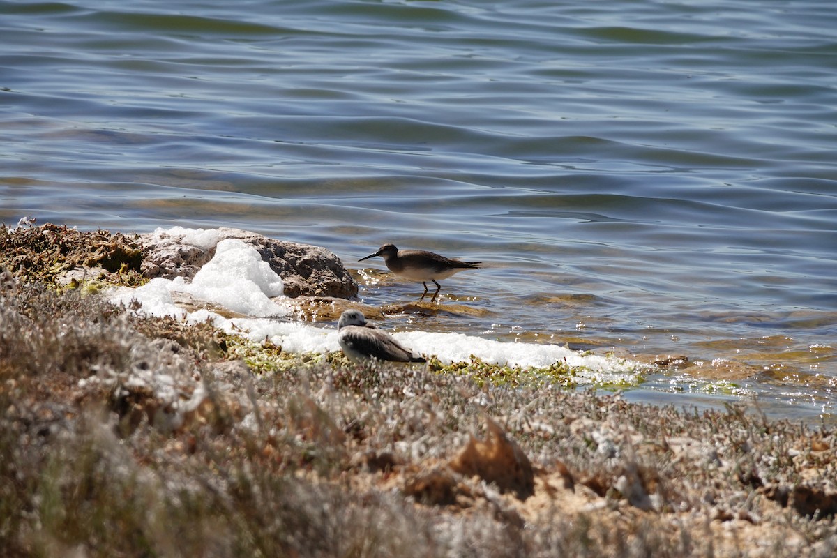 Коловодник попелястий - ML646652173