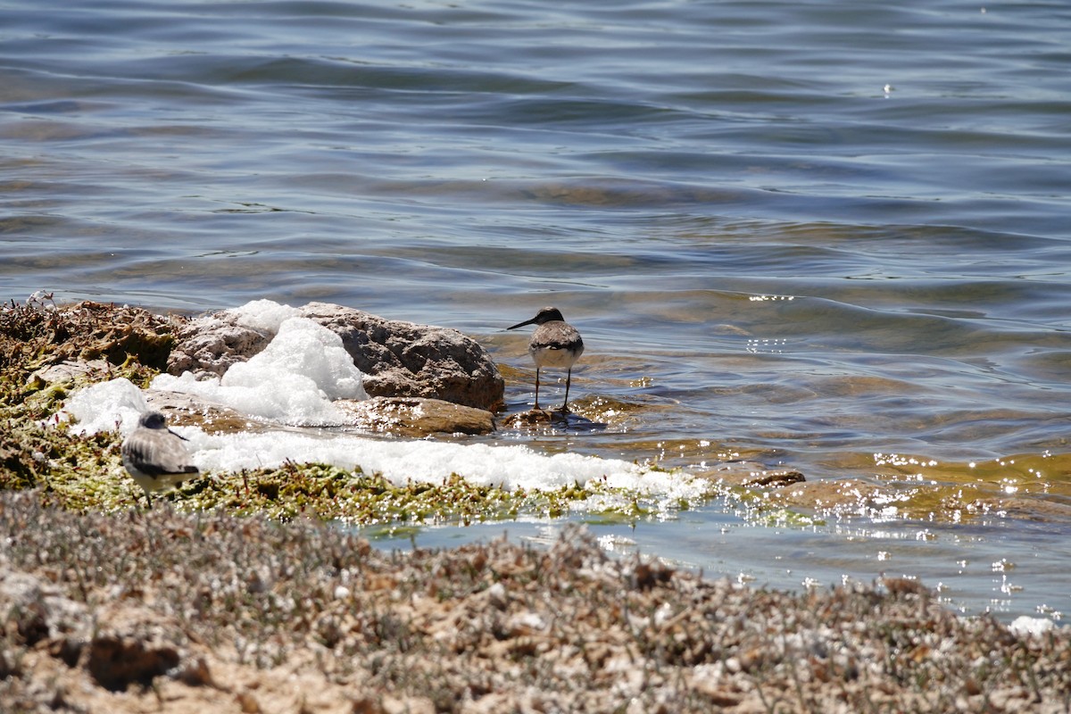 Коловодник попелястий - ML646652174