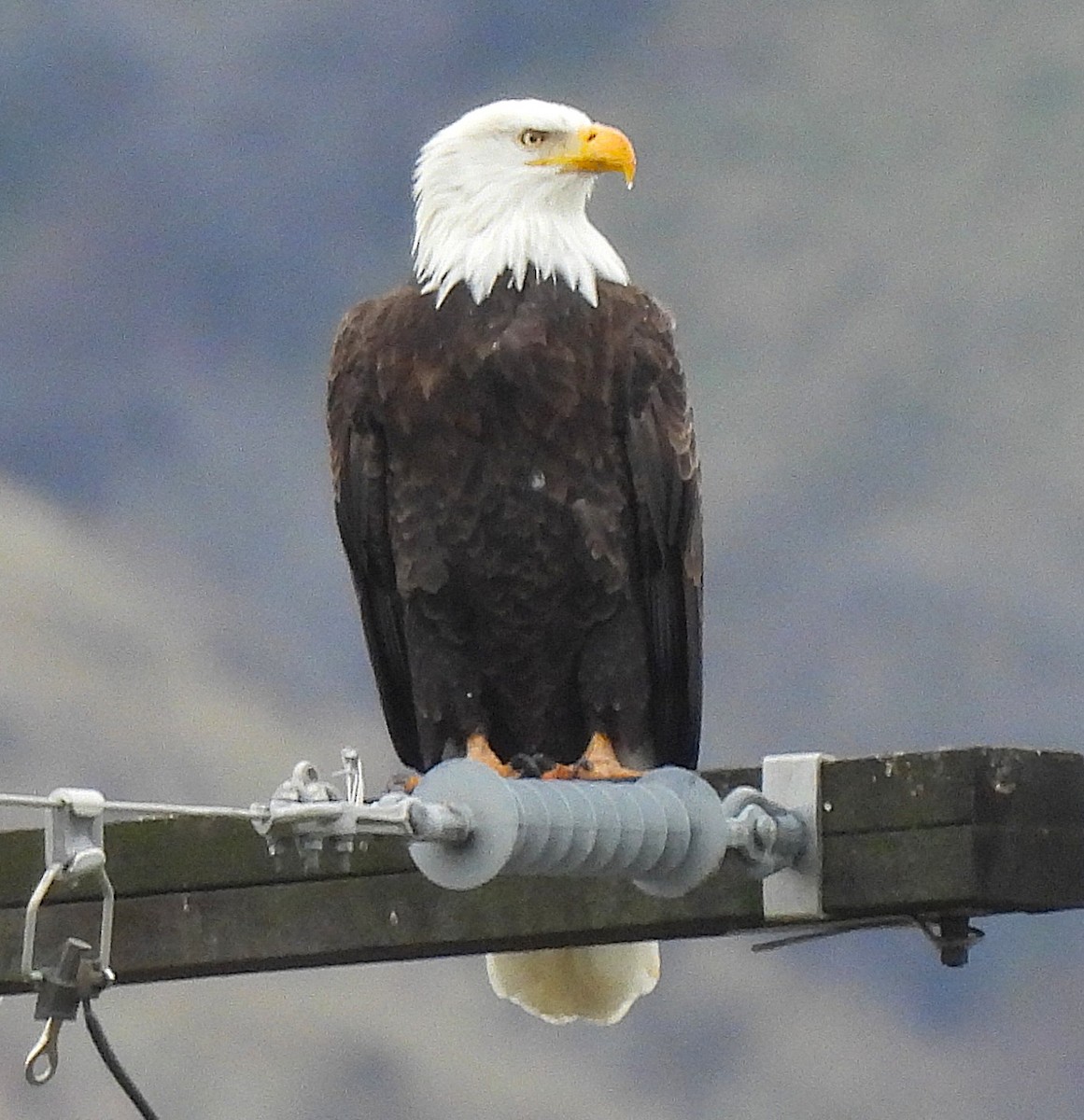 Bald Eagle - ML646652177