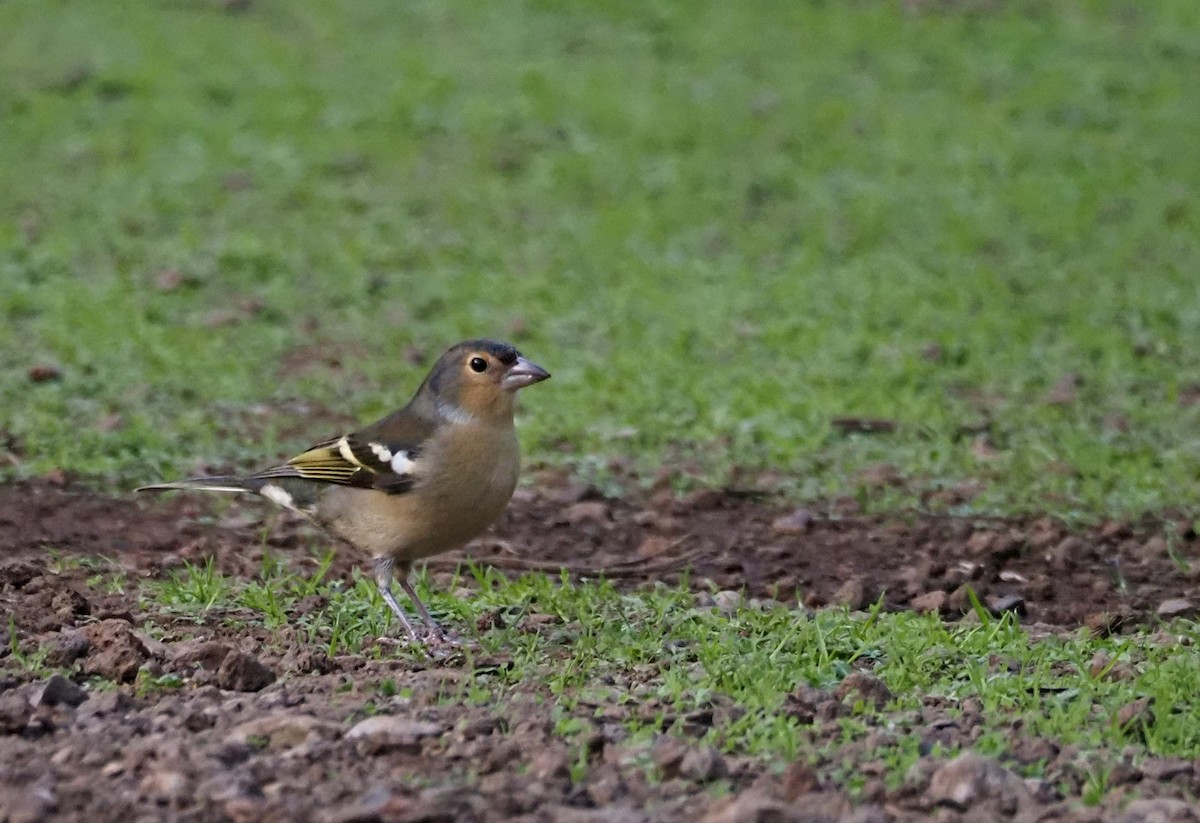 Canary Islands Chaffinch (Canary Is.) - ML646652179