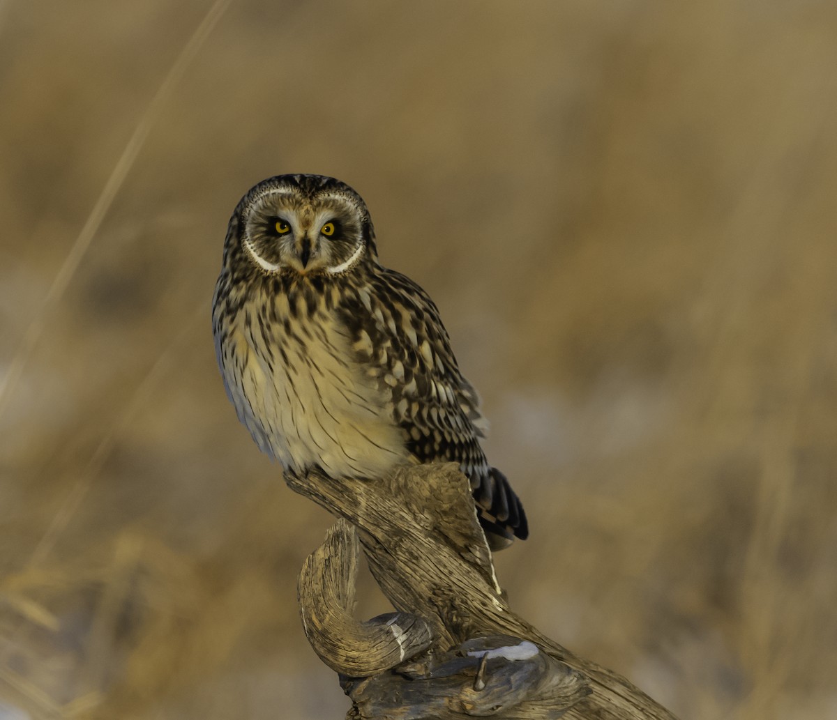 Сова болотяна - ML646652183