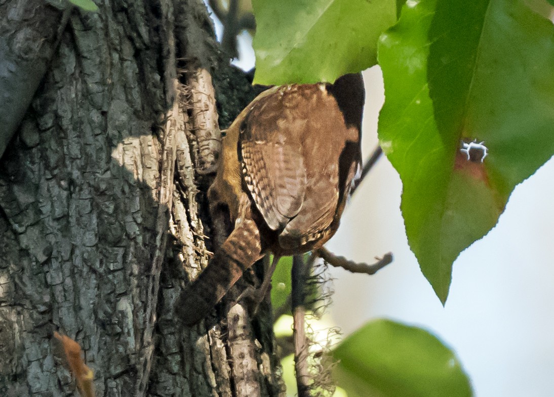 Carolina Wren - ML646652184
