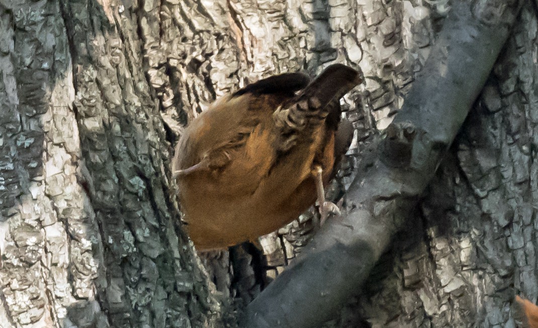 Carolina Wren - ML646652185