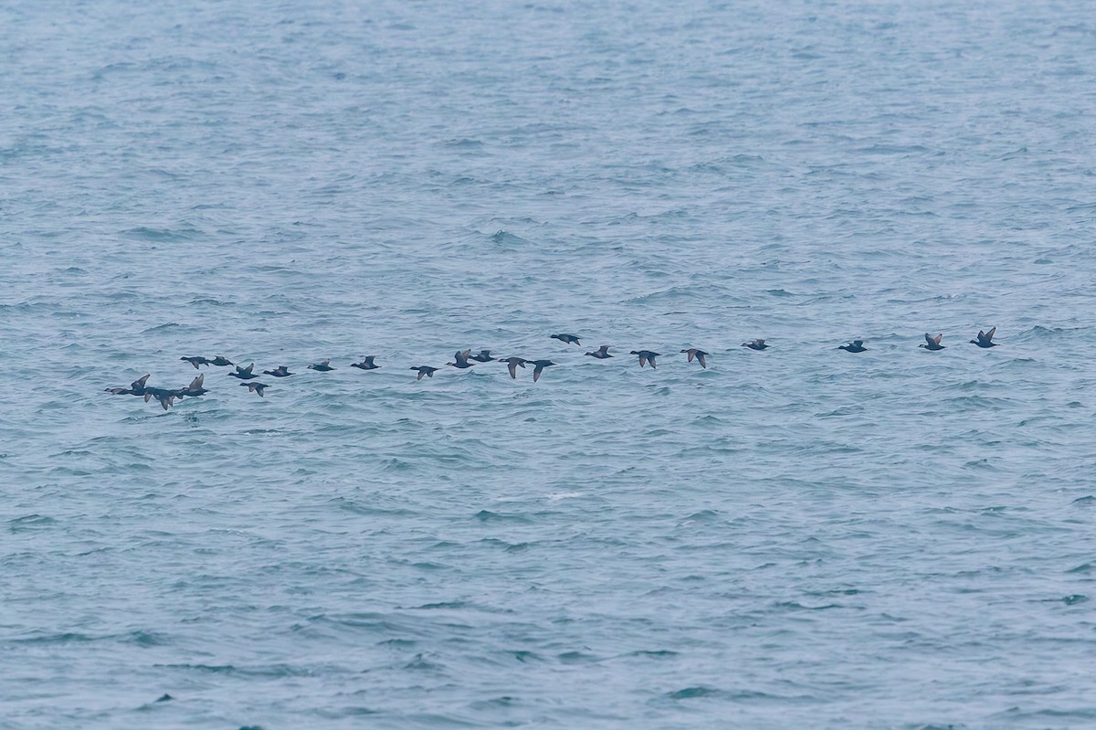 ヨーロッパクロガモ - ML646652188