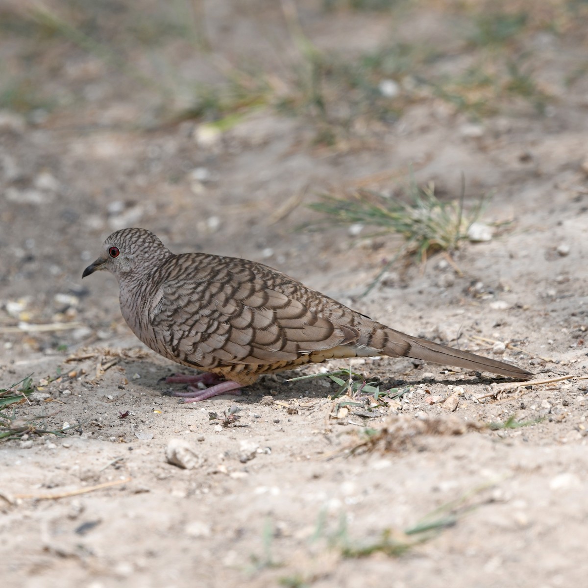 Inca Dove - ML646652190