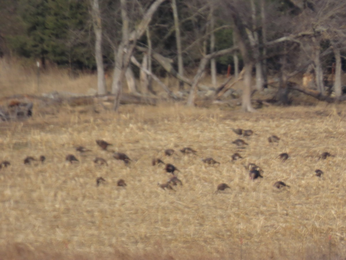 Wild Turkey - ML646652196